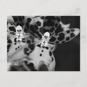 Black and White Orchids Postcard
