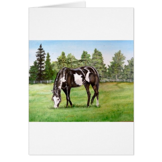 Black and White Paint horse/pony grazing in field (Front)