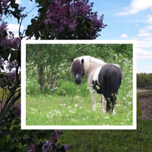 Black and White Paint Pony, Grass and Wildflowers Postcard