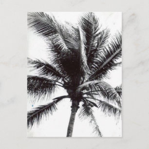 Black and White Palm Postcard