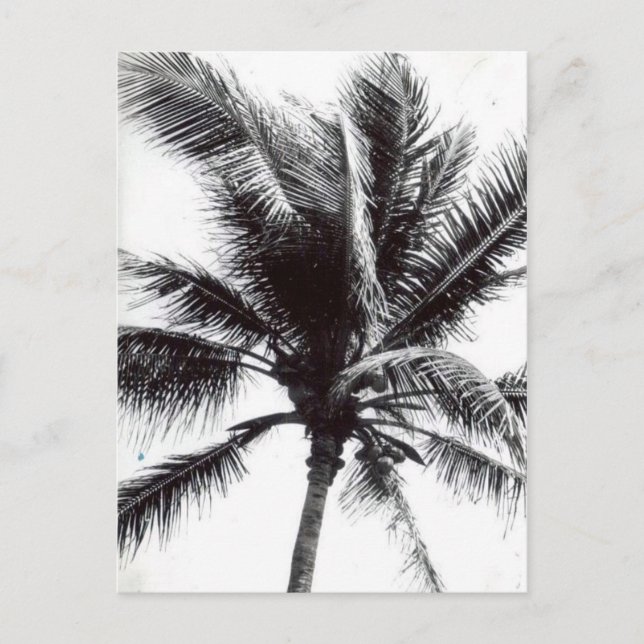 Black and White Palm Postcard (Front)
