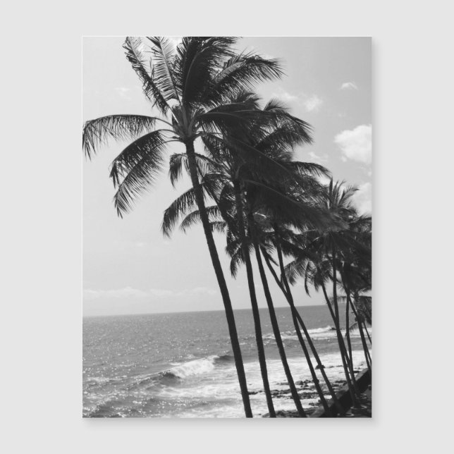 Black and White Palm Trees Postcard (Front)