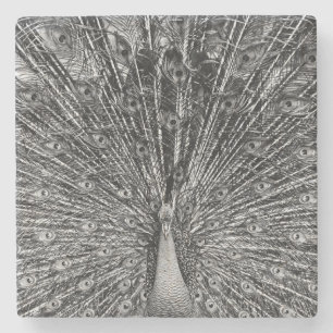 Black and White Peacock Photography Stone Coaster