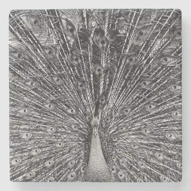 Black and White Peacock Stone Coaster (Front)