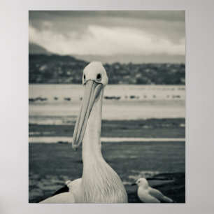 Black and White Pelican Photograph Poster