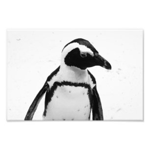 Black and White Penguin Photo Print
