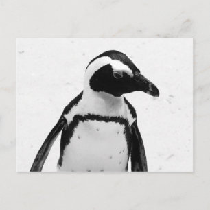 Black and White Penguin Postcard