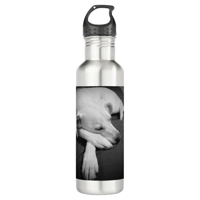 Black and White Photo of a Beautiful Dog Sleeping 710 Ml Water Bottle (Front)