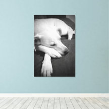 Black and White Photo of a Beautiful Dog Sleeping