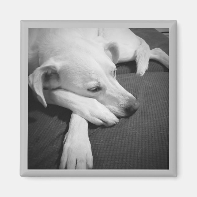 Black and White Photo of a Beautiful Dog Sleeping Magnet (Front)