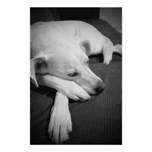 Black and White Photo of a Beautiful Dog Sleeping Poster