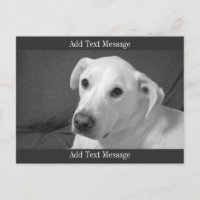 Black and White Photo of a Beautiful Soulful Dog