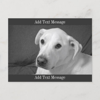 Black and White Photo of a Beautiful Soulful Dog Holiday Postcard