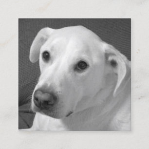 Black and White Photo of a Beautiful Soulful Dog Square Business Card