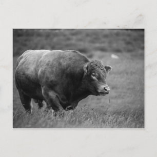 Black and White Photo of a Bull Postcard