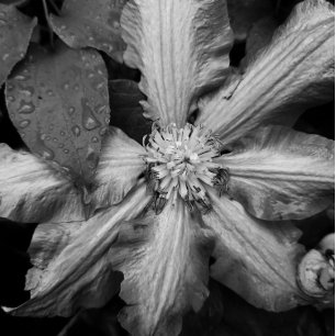 Black and white photo of a Clematis after a rain  Canvas Print