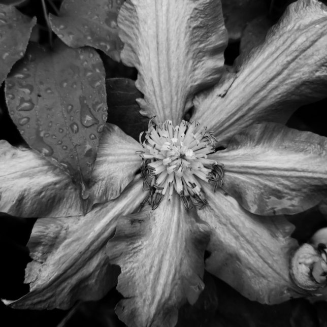 Black and white photo of a Clematis after a rain  Canvas Print (Creator Uploaded)