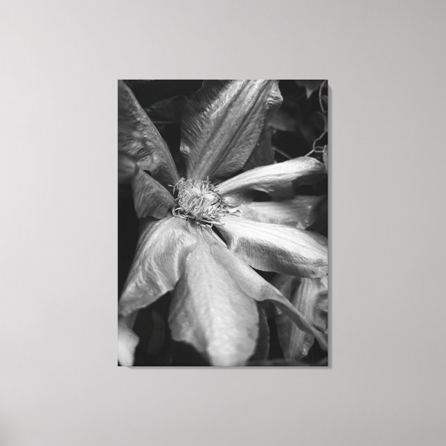 Black and white photo of a Clematis after a rain Canvas Print (Front)