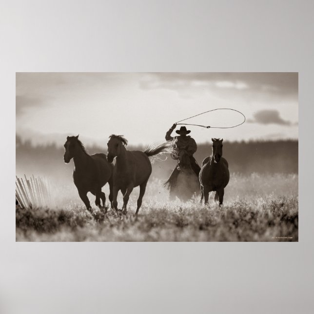 Black and White photo of a Cowboy Lassoing Horses Poster (Front)