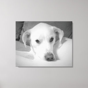 Black and White Photo of Labrador Mix Dog Canvas Print