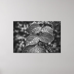 Black and white photo of morning dew on leaves canvas print