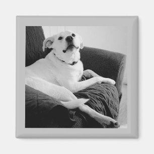 Black and White Photo of Talking Dog Grey Magnet