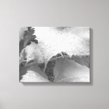 Black and White Photo of Wet and Dewy Grape Leaves
