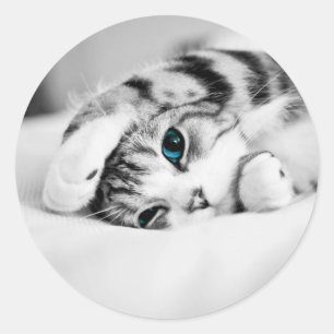 Black and white photograph of a cat classic round sticker