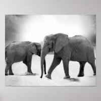 Black and White Photograph of African Elephants