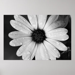 Black and White Photography of African Daisy Poster