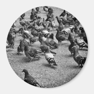 Black and white photography of many pigeons magnet