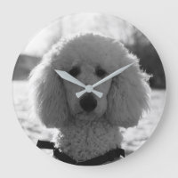 Black and White Poodle Face Puppy Eyes