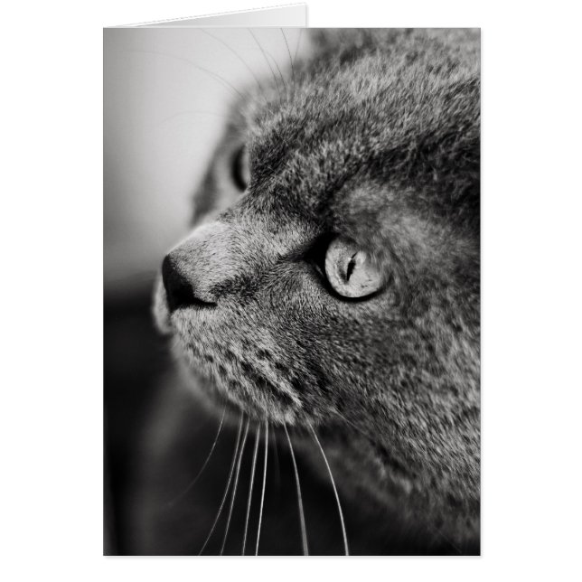 Black and white portrait of a cat - card (Front)