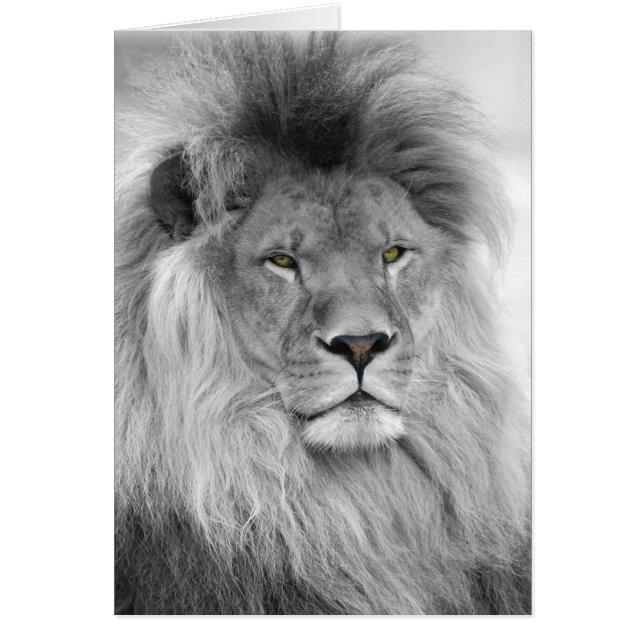 Black and white portrait of lion (Front)