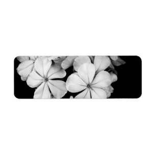 Black and White Postcard Design