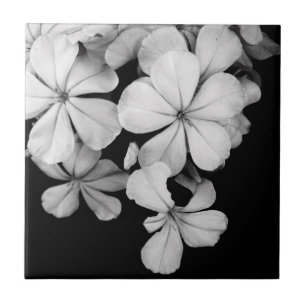 Black and White Postcard Design Tile