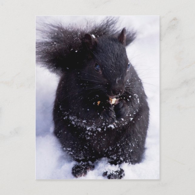 Black And White-postcard Postcard (Front)