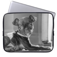 Black and White Pug Bullie Art Print