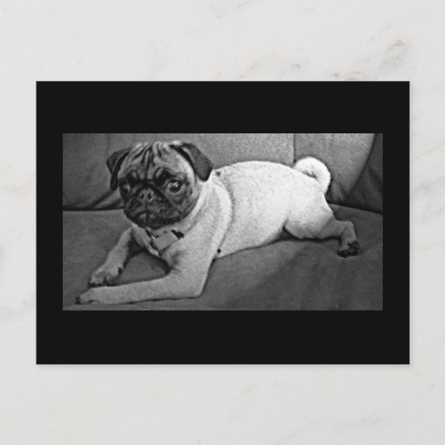 Black and White Pug Postcard (Front)