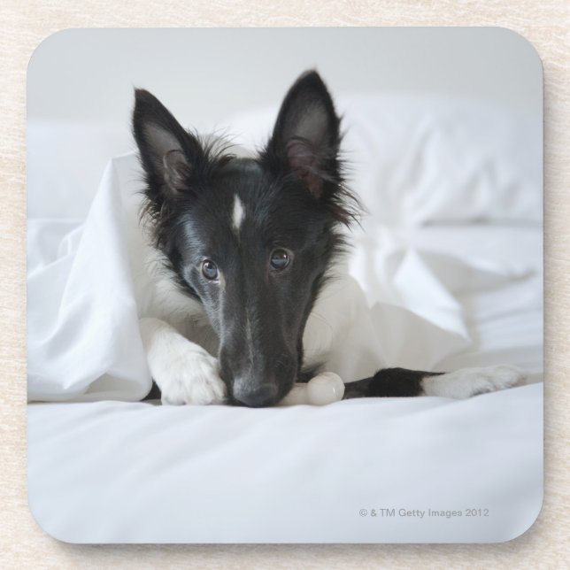 Black and white puppy in  bed with bone coaster (Front)