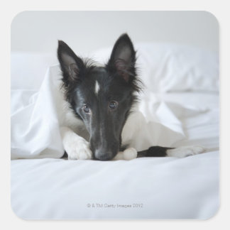 Black and white puppy in bed with bone square sticker