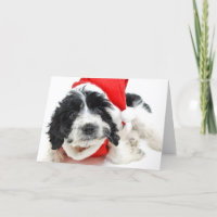 Black and white puppy wearing Santa outfit
