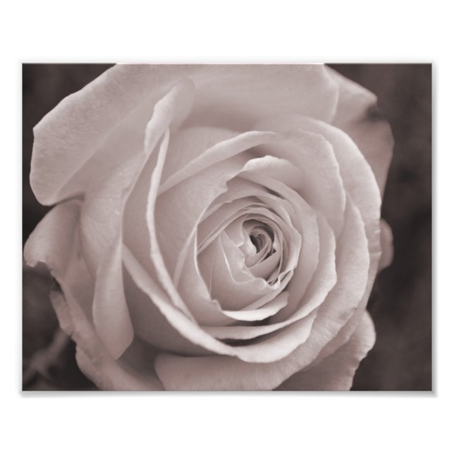Black and white rose 10x8 photo wall art (Front)
