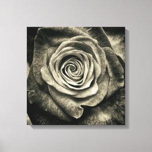 Black and White Rose Canvas Print