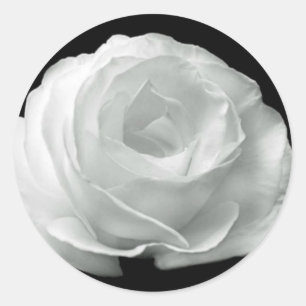 Black And White Rose Classic Round Sticker