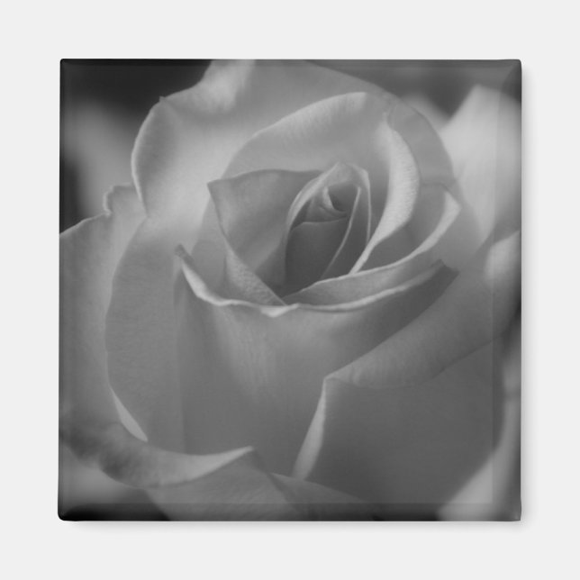 Black and White Rose Magnet (Front)