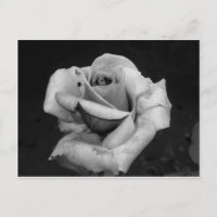 Black and White Rose