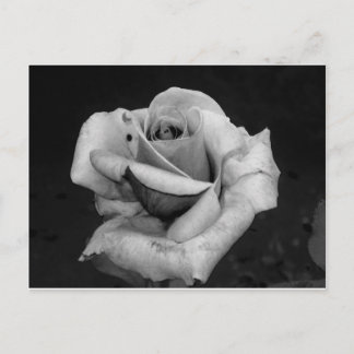 Black and White Rose Postcard