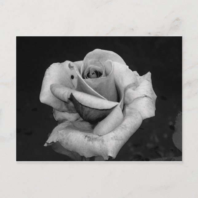 Black and White Rose Postcard (Front)