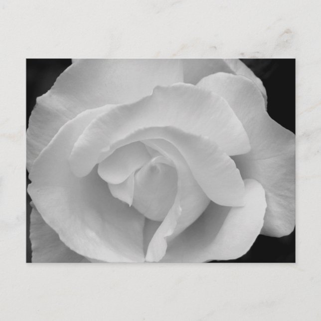 Black and White Rose Postcard (Front)
